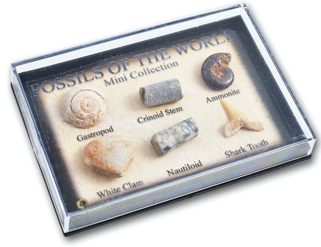 Science and Nature - Mini Fossil Box