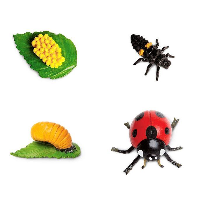 Safari - Life Cycle of a Ladybug