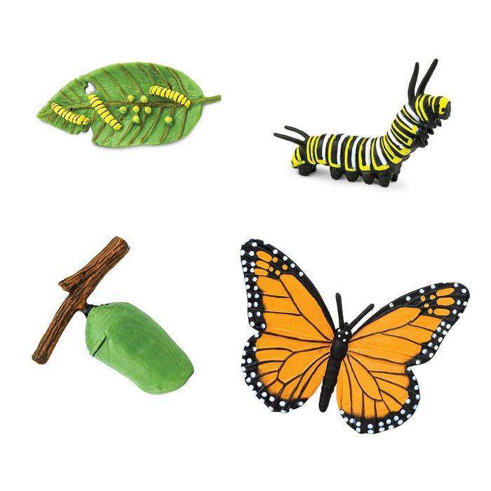 Safari - Life Cycle of a Monarch Butterfly
