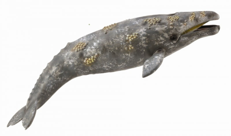 CollectA - Gael the Grey Whale