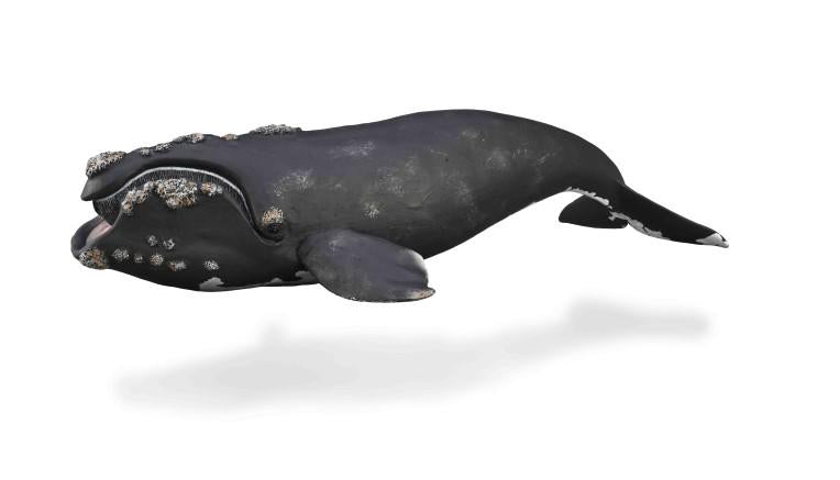 CollectA - Roxy the Right Whale