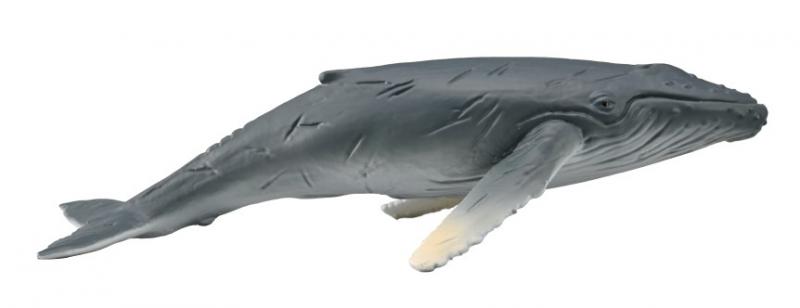 CollectA - Harry the Humpback Whale Calf