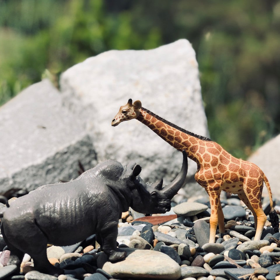Collecta Store CollectA Animal Subscription Box – The Creative Toy Shop