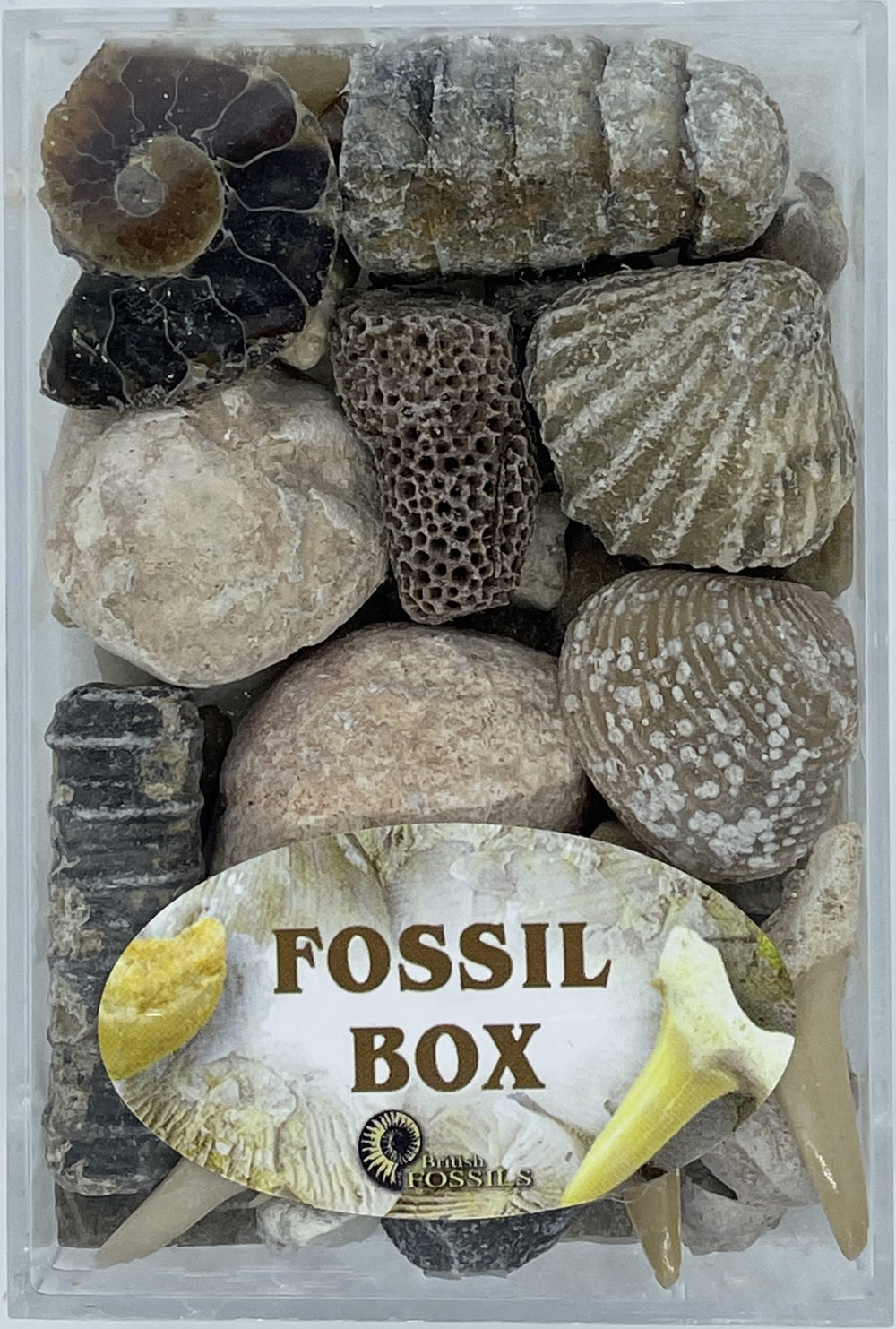 Fossil box shown with clear lid and label on front