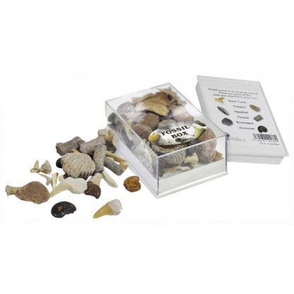 Box of fossils for children interested in science and nature