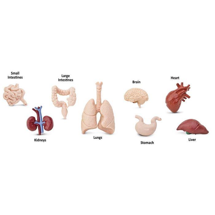 Toobs - Human Organs