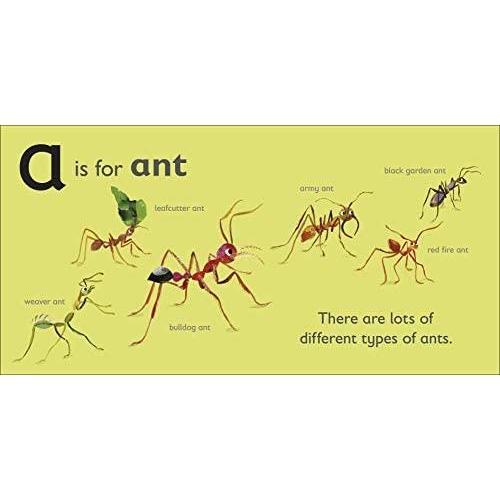 Book - A Is For Ant-Harper-The Creative Toy Shop
