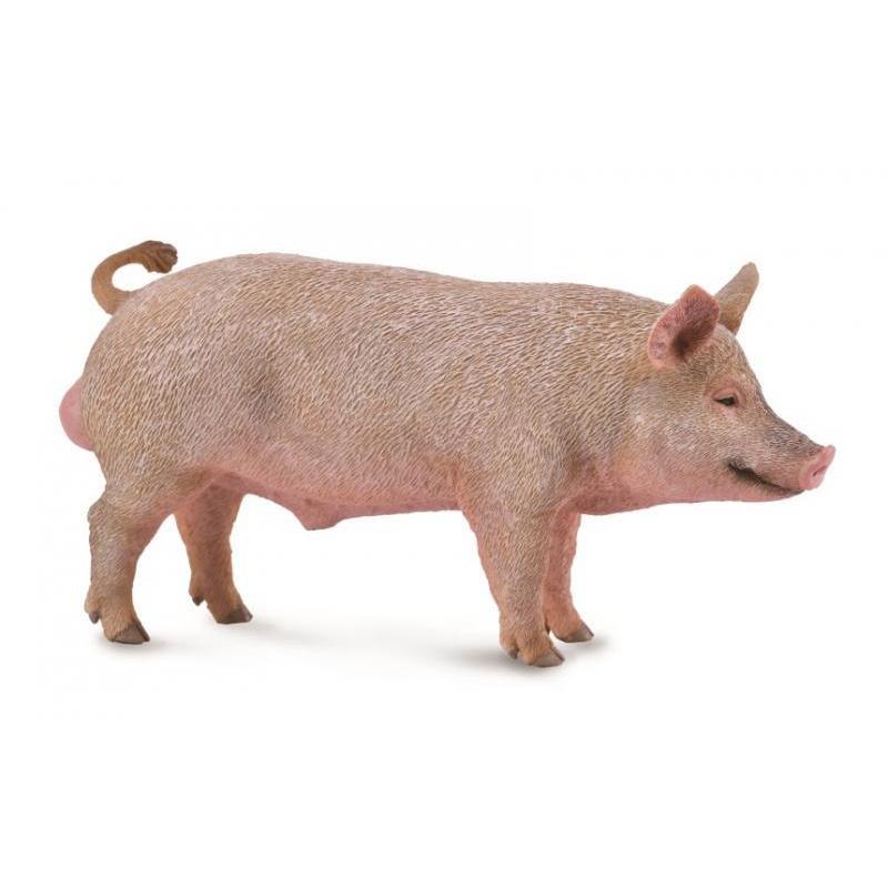 CollectA - Brouse the Boar - CollectA - The Creative Toy Shop