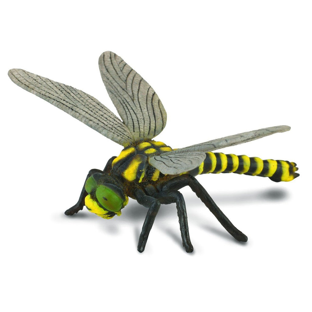 CollectA - Guy the Golden-Ringed Dragonfly - CollectA - The Creative Toy Shop