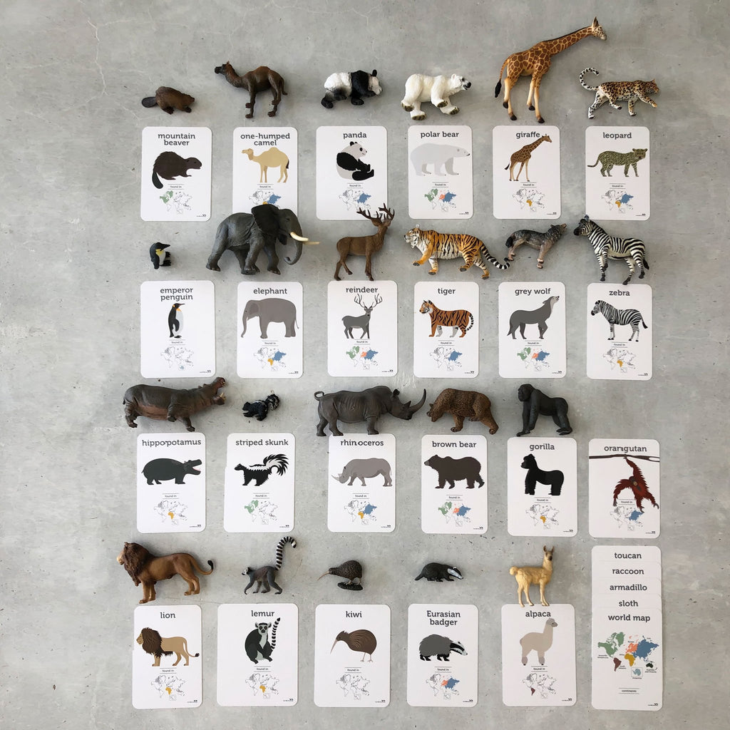 Flashcard and Animals Set - World Animals - CollectA - The Creative Toy Shop