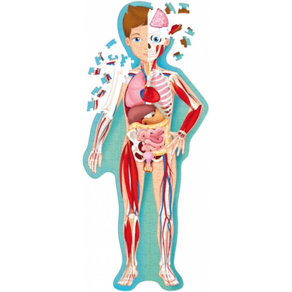 Travel, Learn and Explore - The Human Body Puzzle - Sassi Puzzles - The Creative Toy Shop